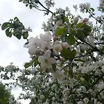Lomamokkila 4* סאבונלינה