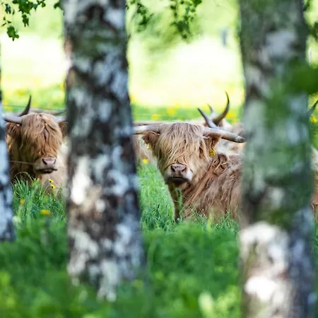 Bed & Breakfast Lomamokkila Savonlinna