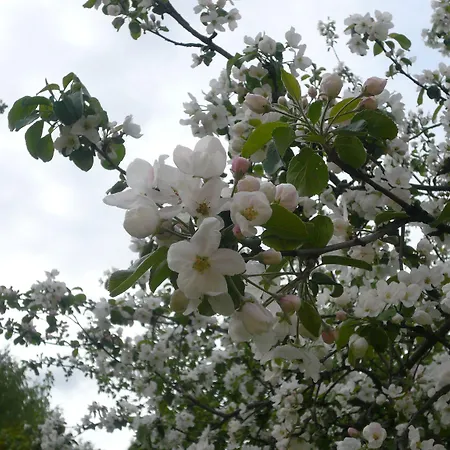 Lomamokkila 4* Savonlinna