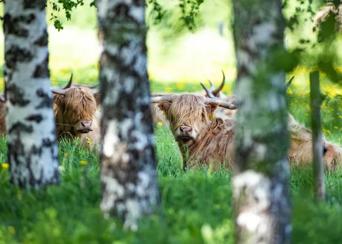 Bed & Breakfast Lomamokkila Savonlinna