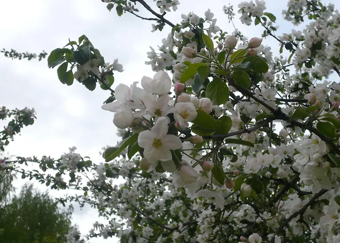 Lomamokkila 4* Savonlinna